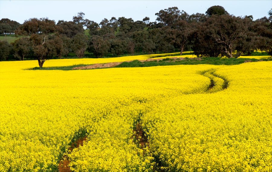Hello Yellow: the humble crop spinning tourism gold