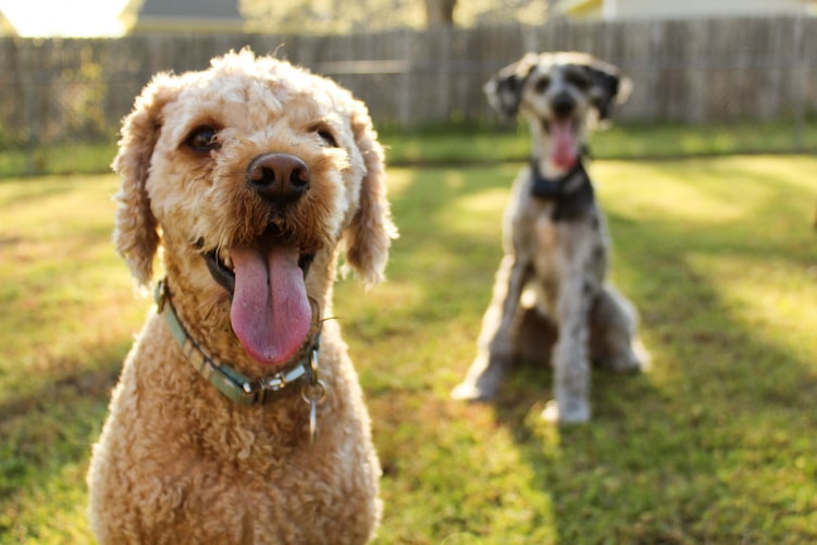 ‘Adopt, don’t shop’: Free pet rego for rescue animals