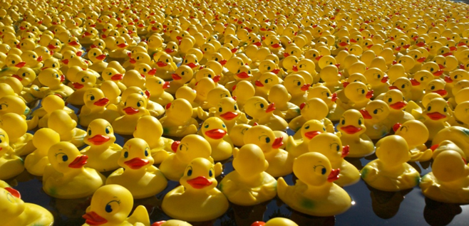 Queanbeyan duck race goes quackers