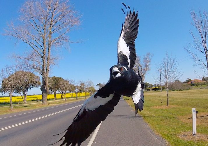 Swooping magpies lead to injuries in Queanbeyan