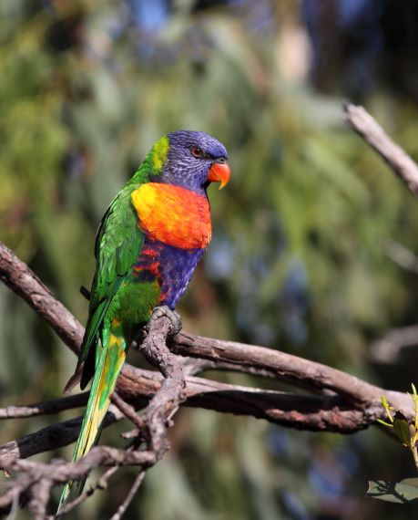 Nation’s biggest bird count takes flight soon