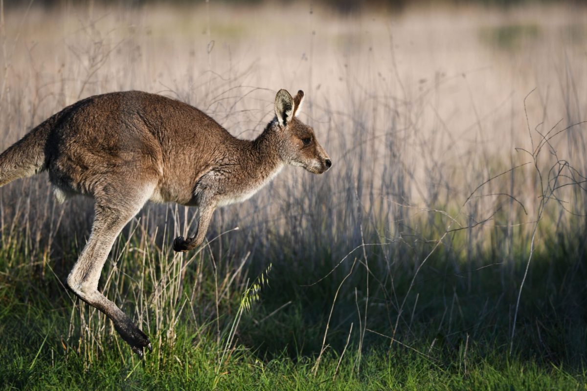ACT nature reserves shut for kangaroo operations