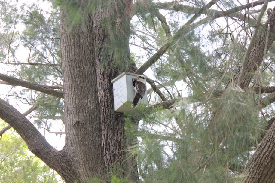 Nesting boxes ease the wildlife ‘housing crisis’
