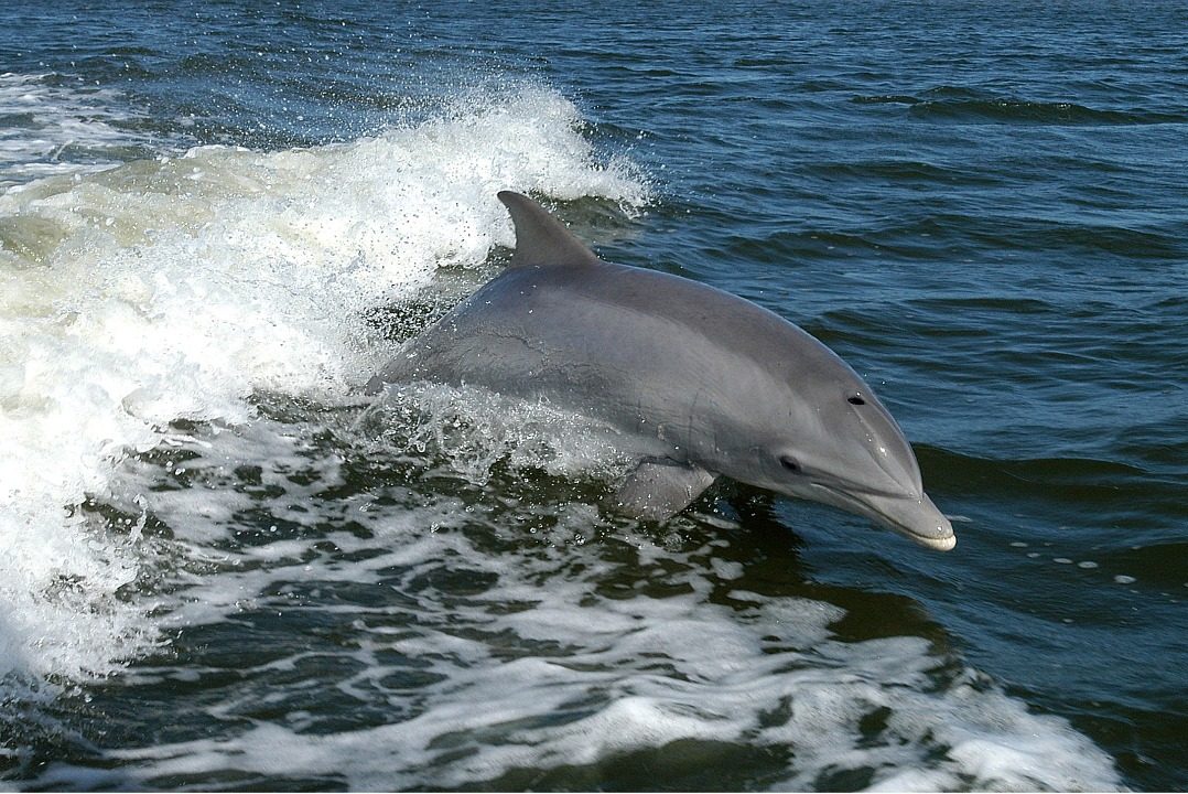 The year turned out to be more shark than dolphin