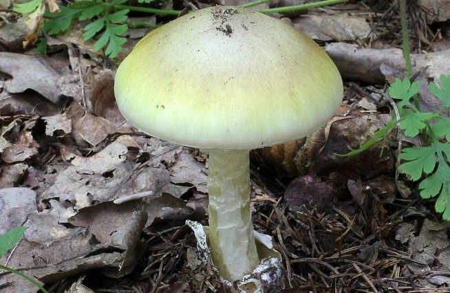 The terrible perils of eating wild mushrooms
