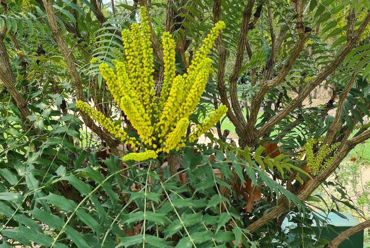 A shrub that doesn’t fear the frost