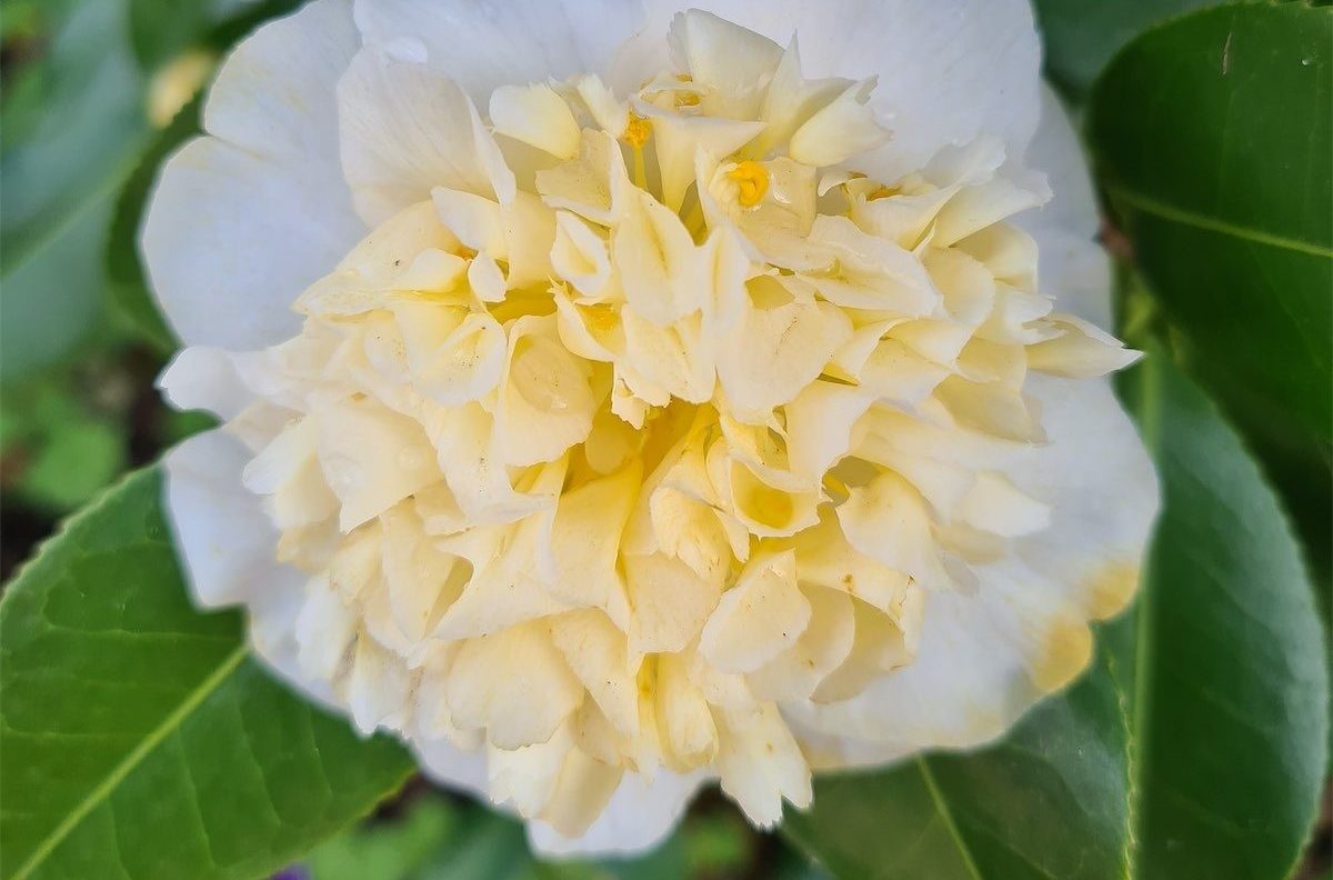 Camellias, the great go-to plants