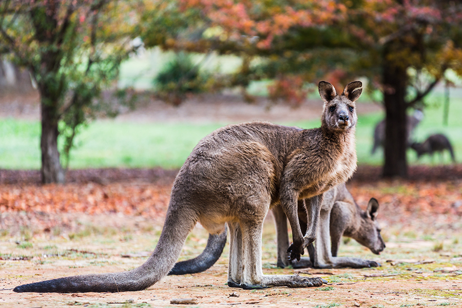 1336 kangaroos in this year’s cull target