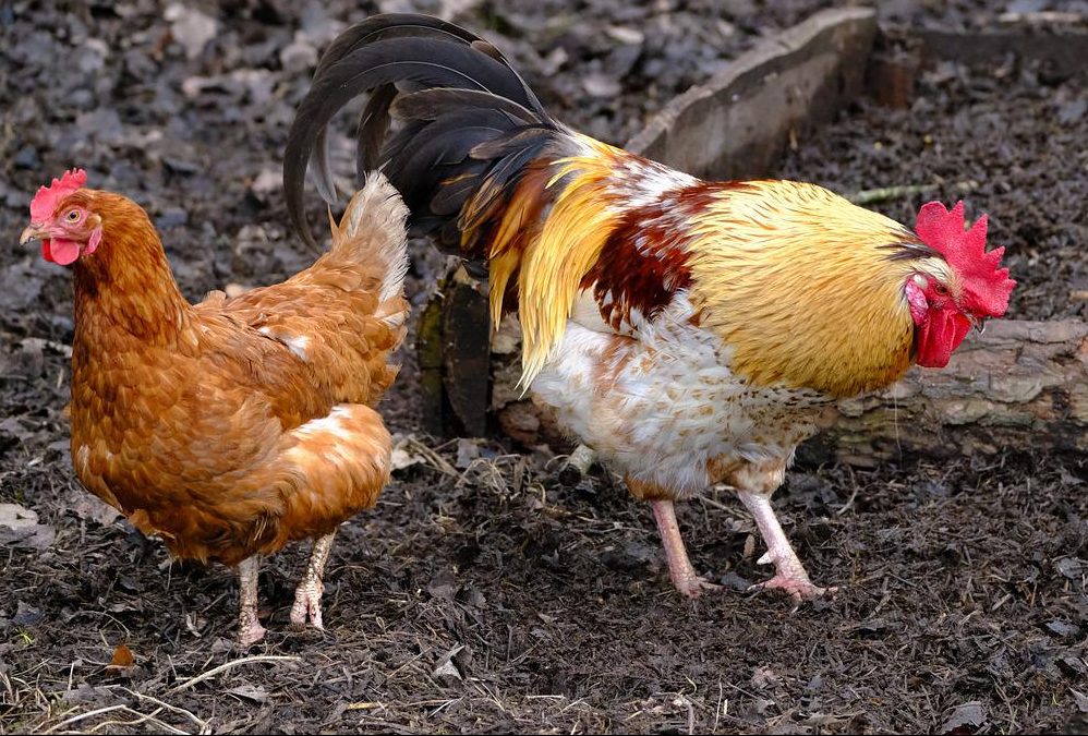 Backyard chickens source of second bird flu outbreak
