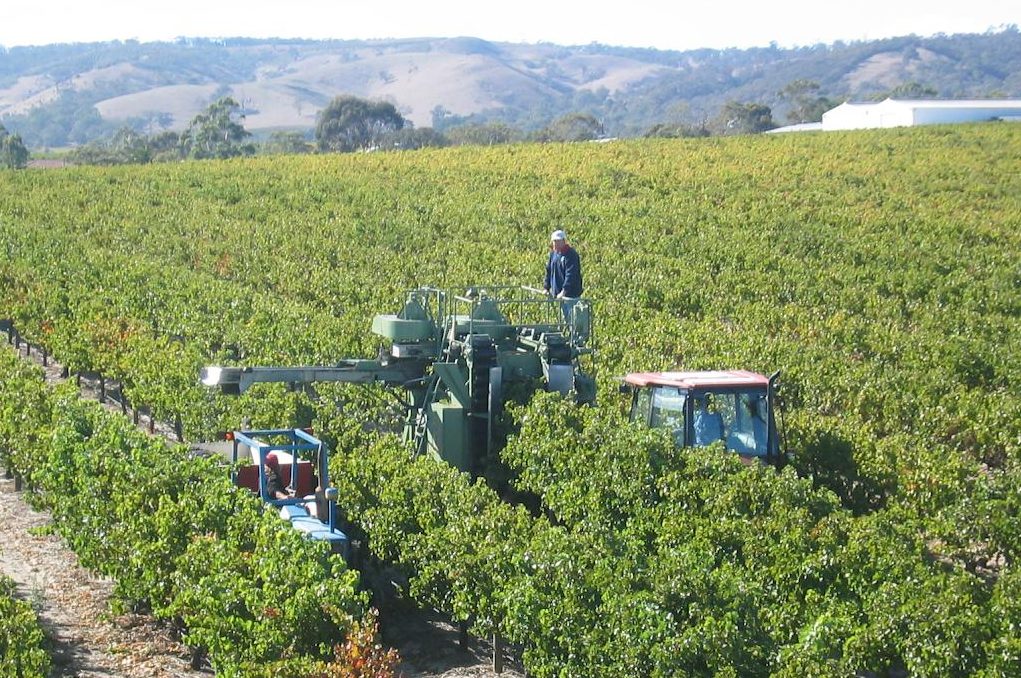 The grapes of wrath for Australian growers
