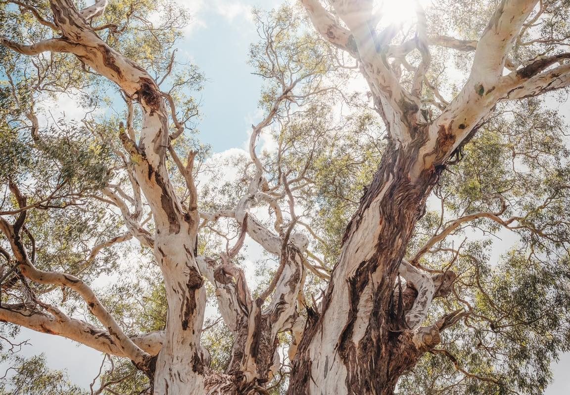 Protection for unsafe trees, not those below them