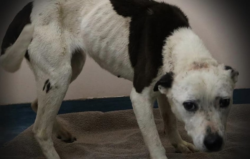 Starving dogs may be victims of cost and mental pressures