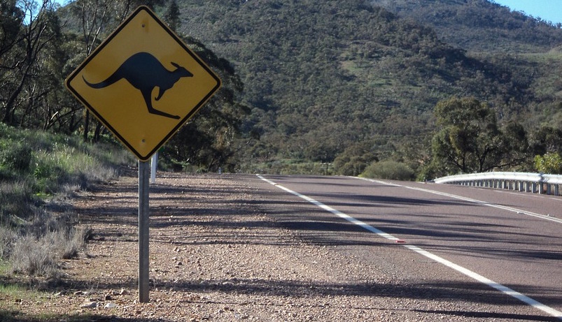 Canberra among animal collision hotspots as claims surge