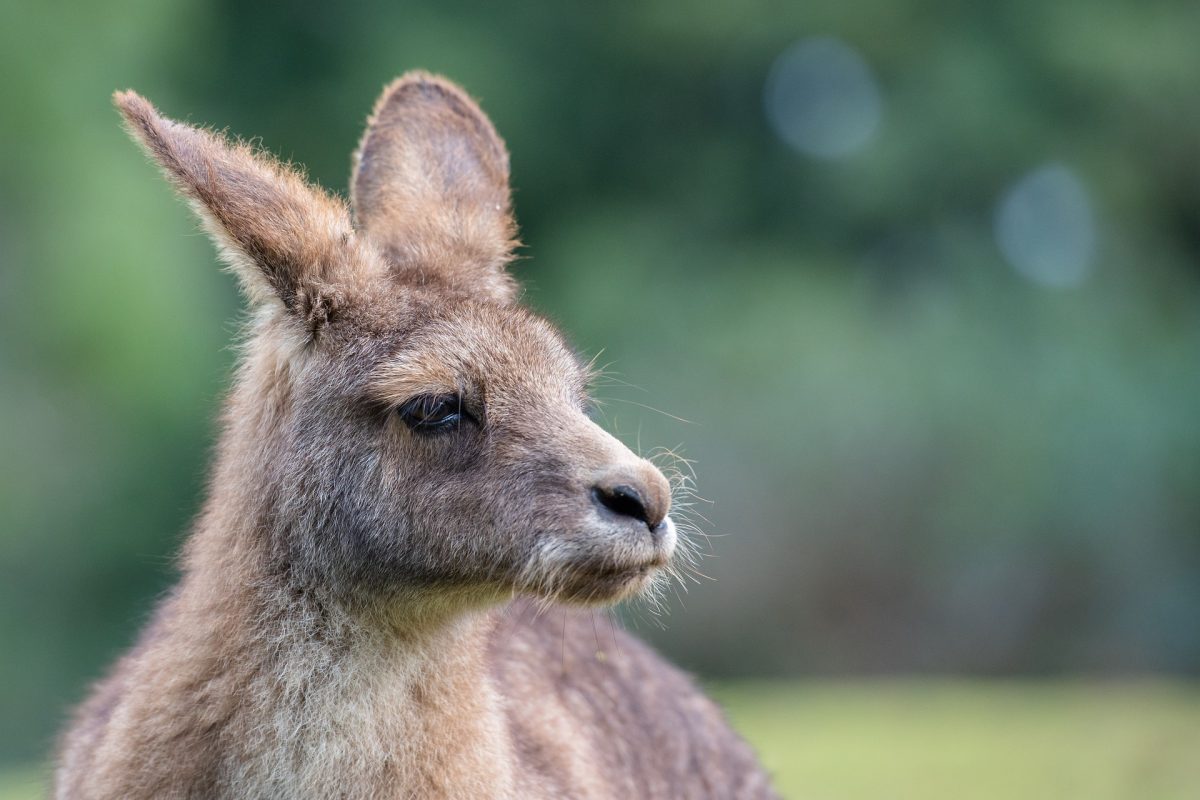 Reserves reopen as kangaroo cull ends
