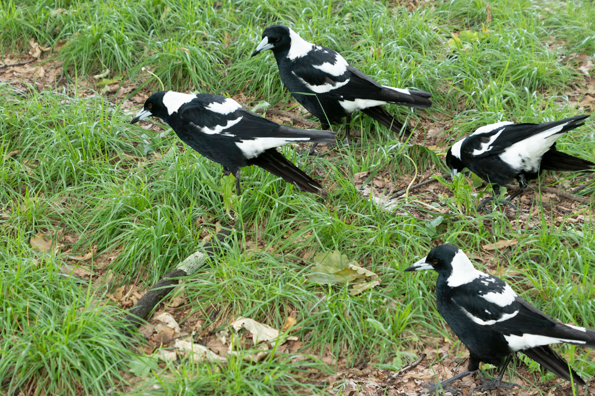Magpies paralysed as illness strikes swooper-stars