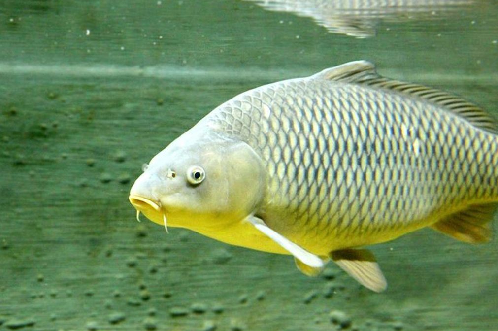 Will the herpes virus kill off the carp problem?