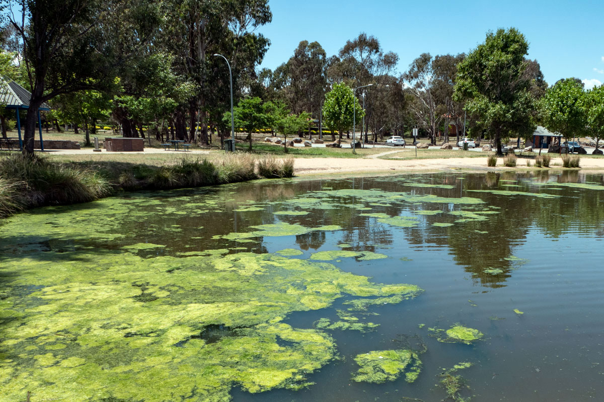 ‘Natural elements’ to replace concrete drain