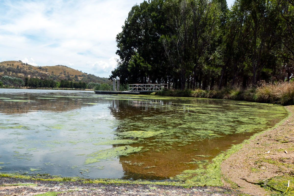 Funding flows to tackle Lake Tuggeranong algae