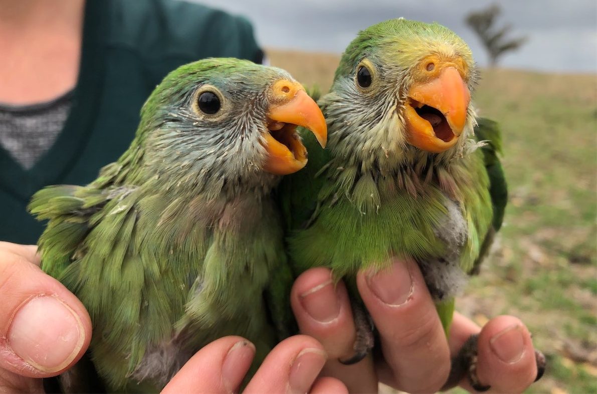 Superb parrots caught in a housing crisis