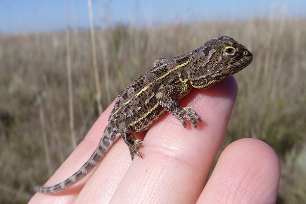 Government to spend millions to save earless dragon