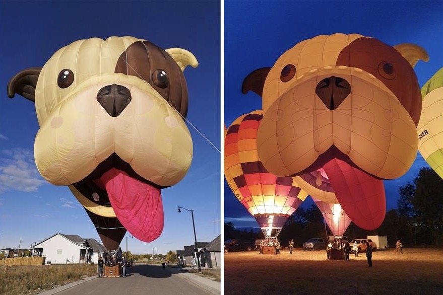 Buster the Bulldog’s spectacular debut