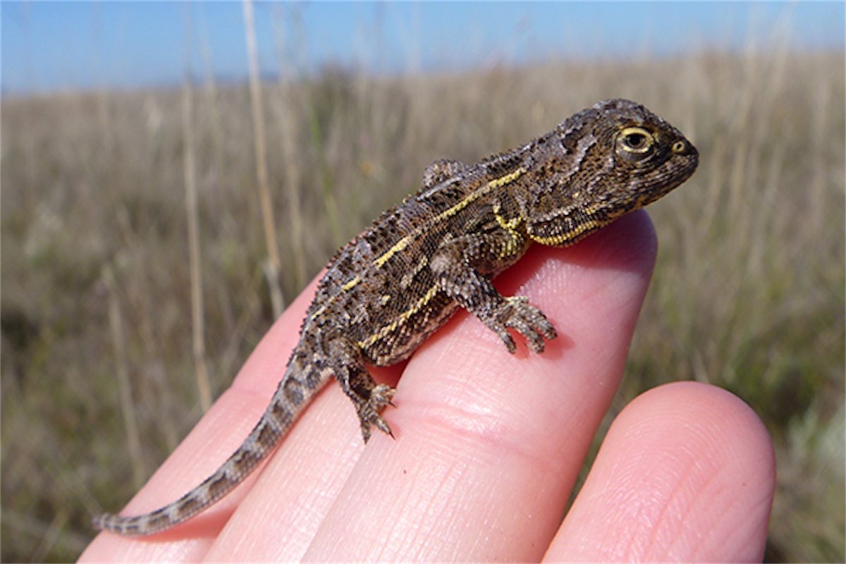 Dragon or lizard, it still needs saving, Mr Albanese