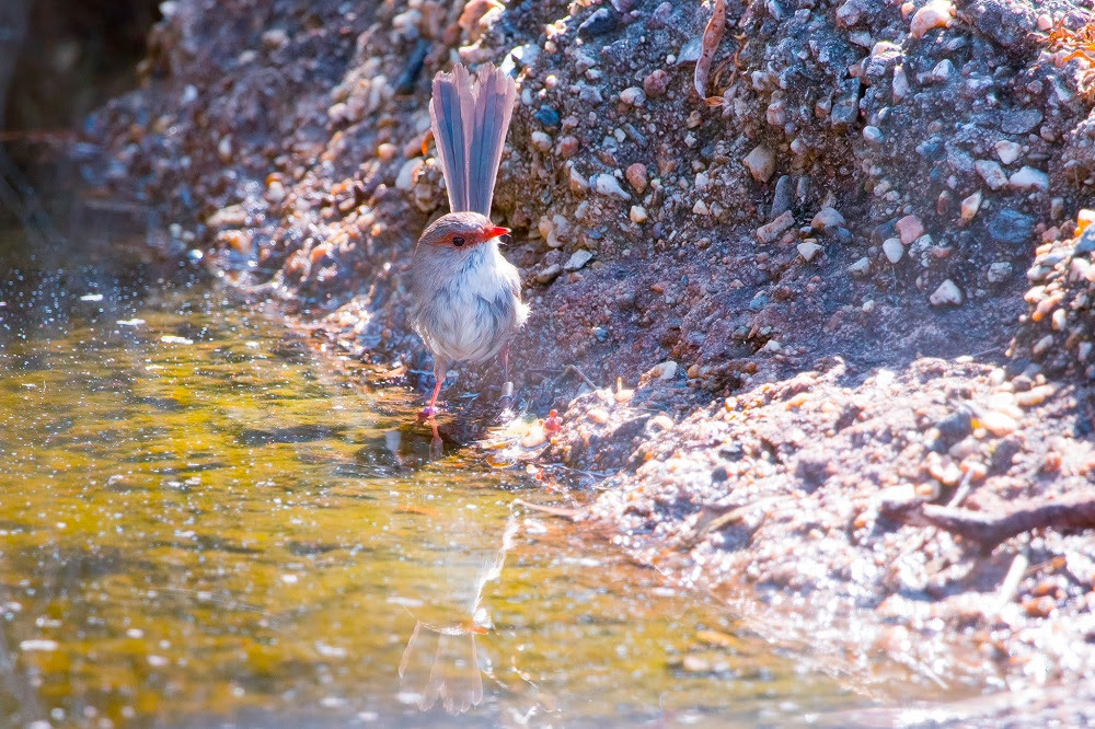 Superb fairy-wrens picky when helping others