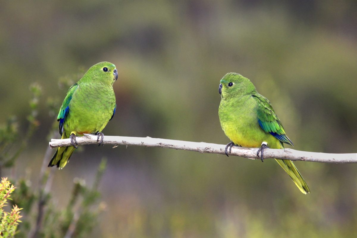 Wing shapes change for captive birds, says study
