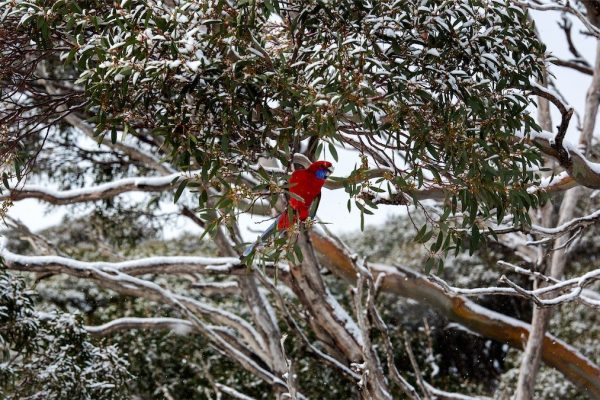 Autumn snow at Perisher. Photo: Andrew Campbell.