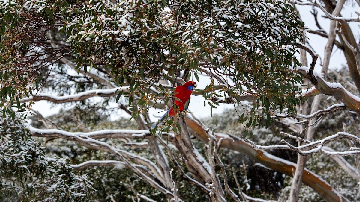 Fabulous photos of snow at Perisher