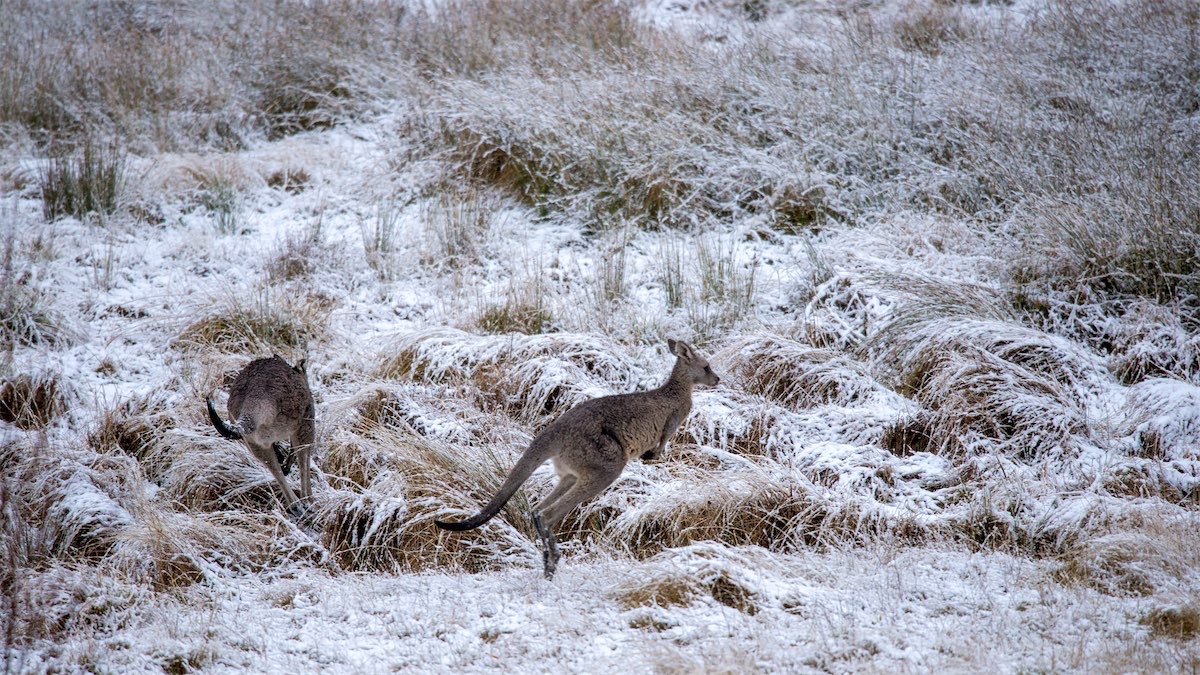 Fabulous photos of snow at Thredbo