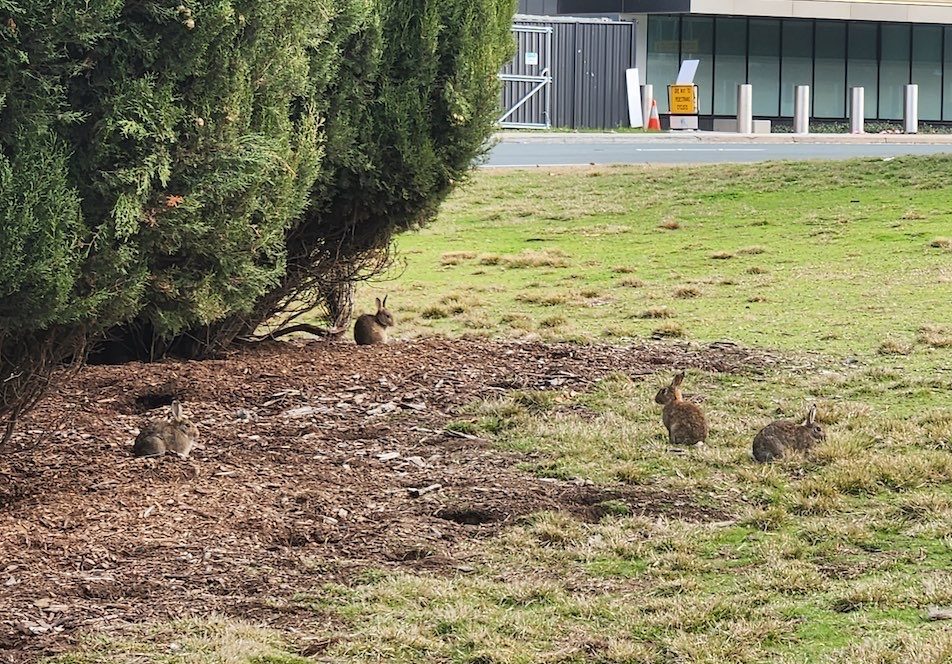 Rampaging rabbits mock Steel’s ‘action plans’