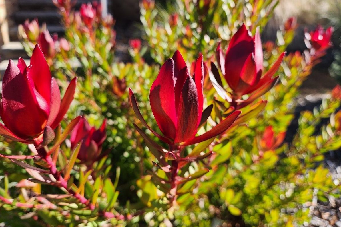 Cone bush brings winter colour
