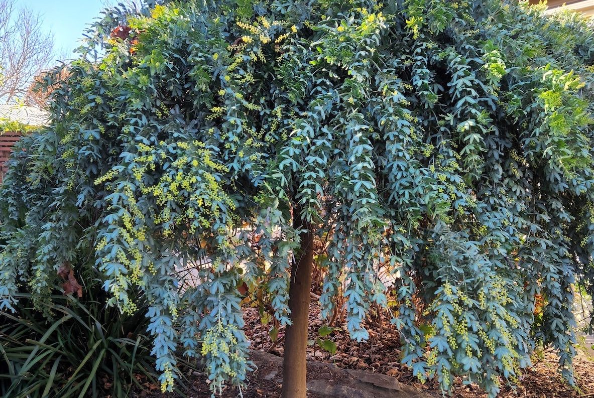 Wattle we do without them?