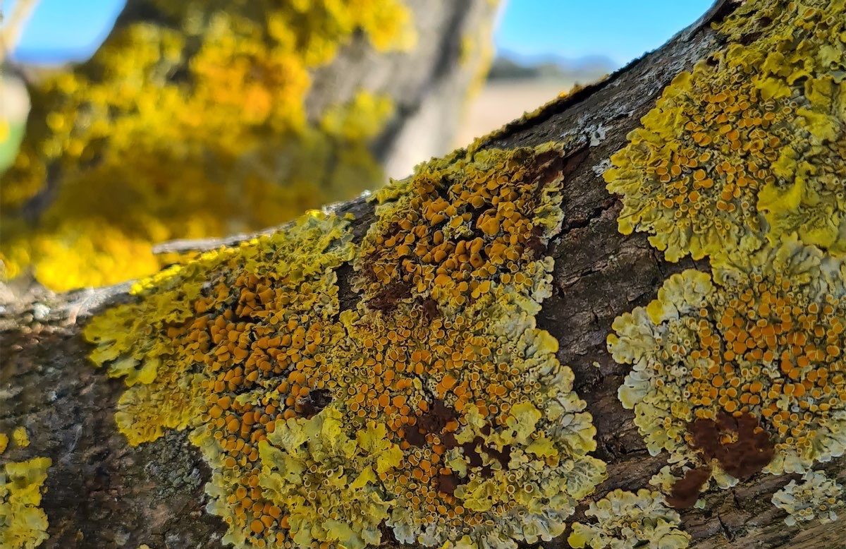 Love is… lots of lovely lichen