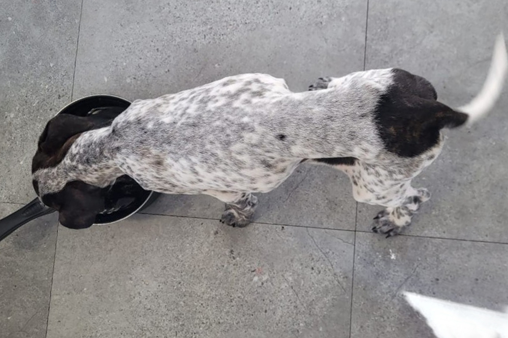 Police rescue mistreated animals