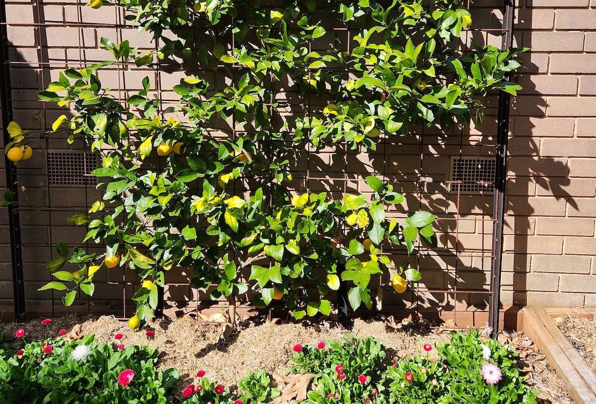 Neem’s a good friend to the garden
