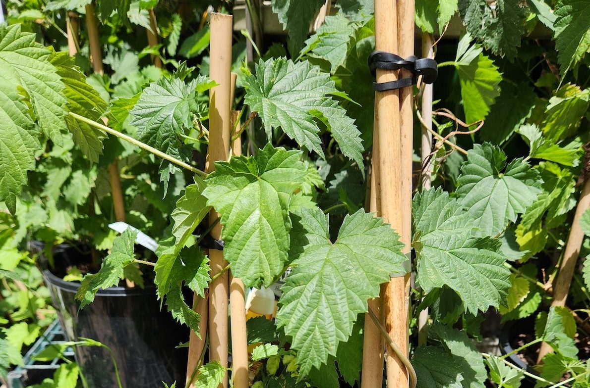 Hops and how to grow them