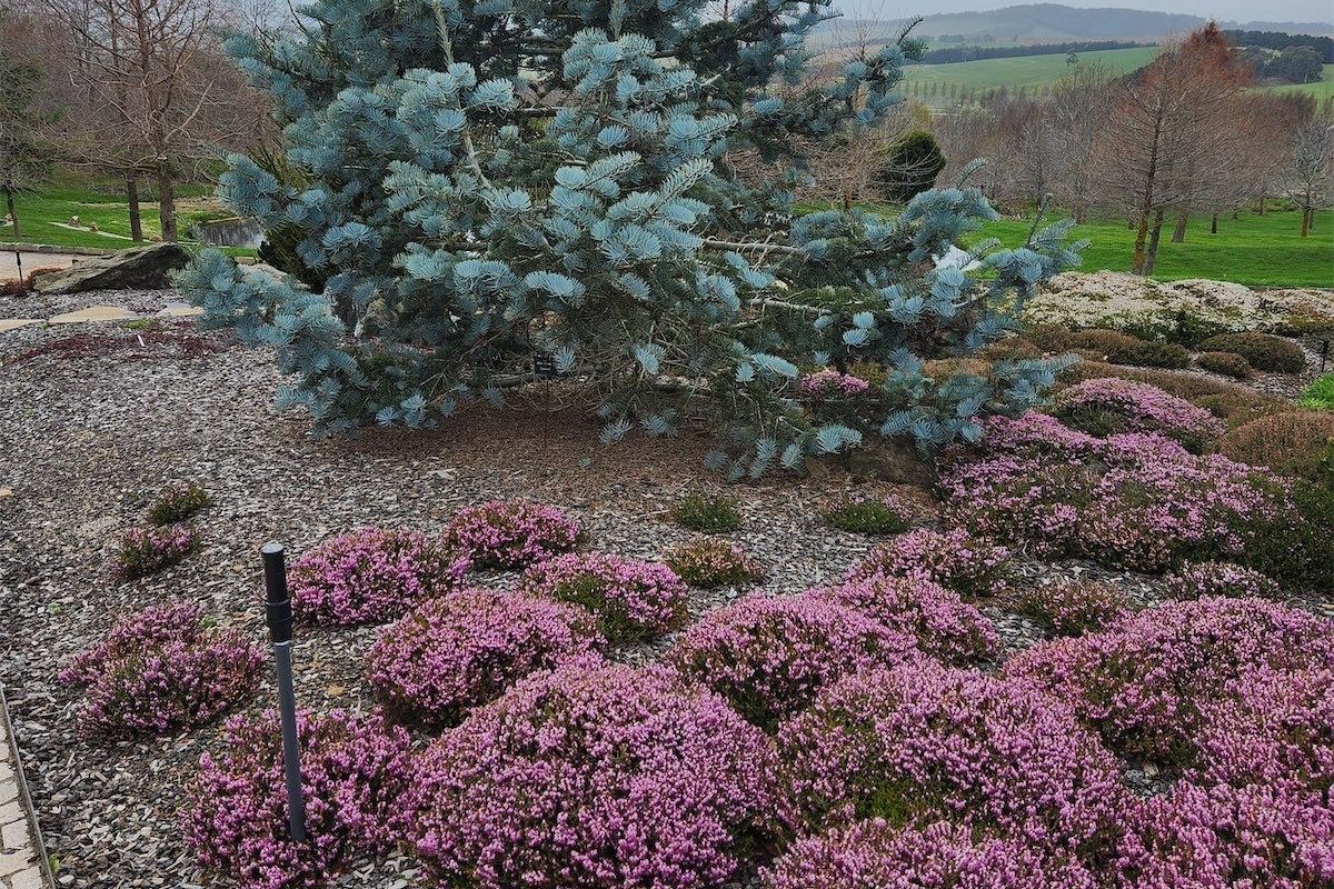 Slow fir tree brings out the blues