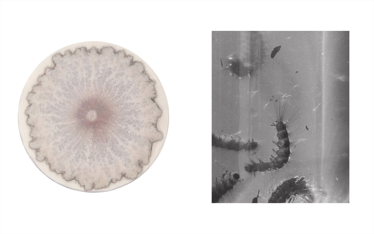 Hawker wins inaugural photography prize