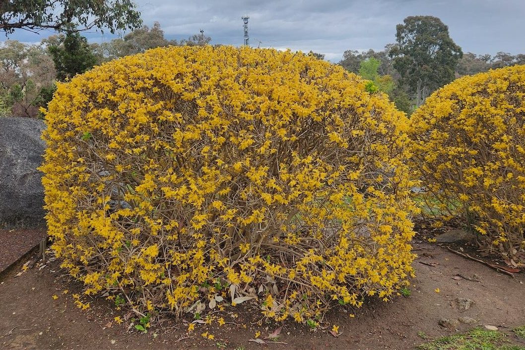 Burst of yellow to welcome spring