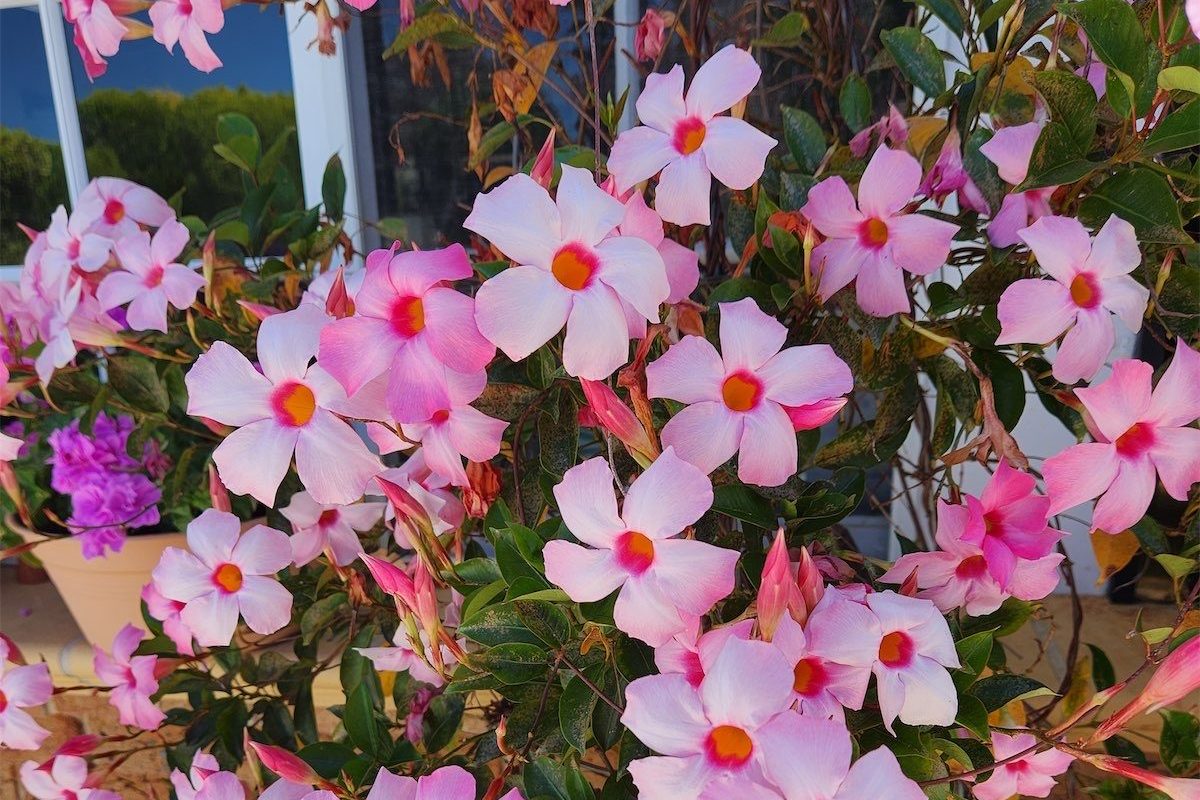 Tropical vine with a splash of colour