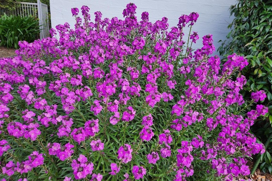There’s lots to like about wallflowers
