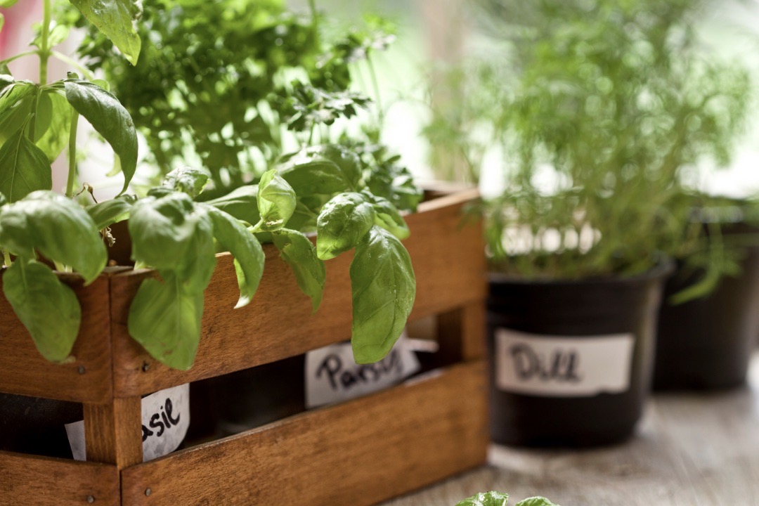 Plant giveaway comes with gardening advice