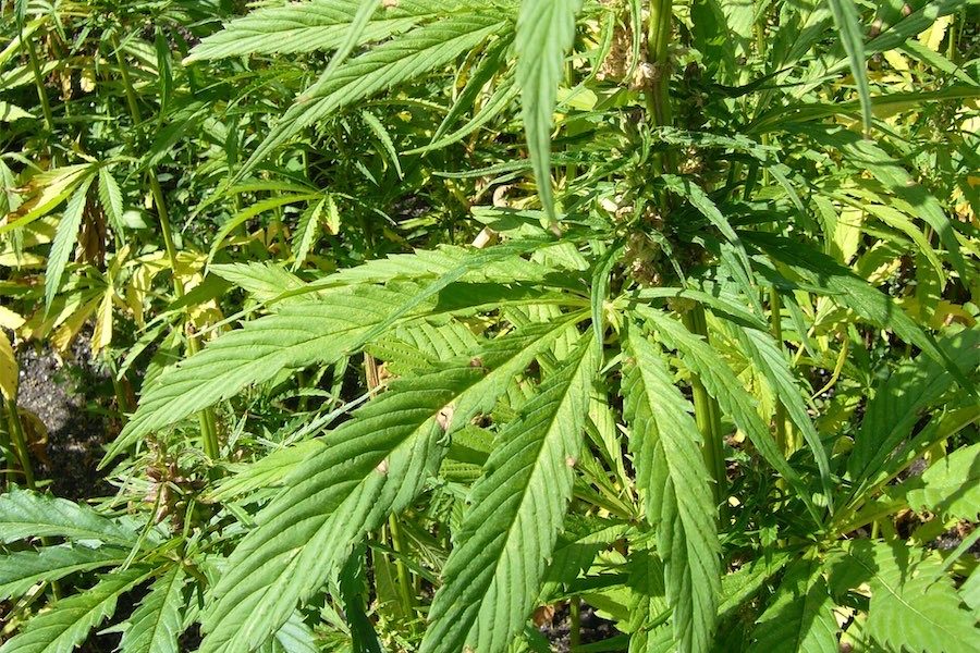 Why the fuss when cannabis is such a positive?