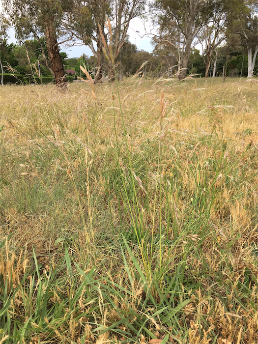 Electric mowers join the battle of the grass