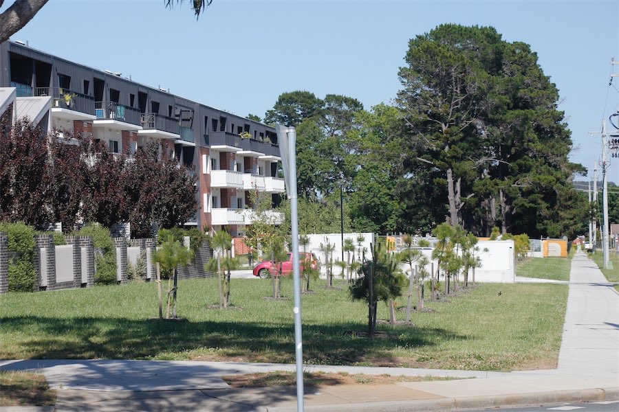 Downer residents pine for a better tree solution