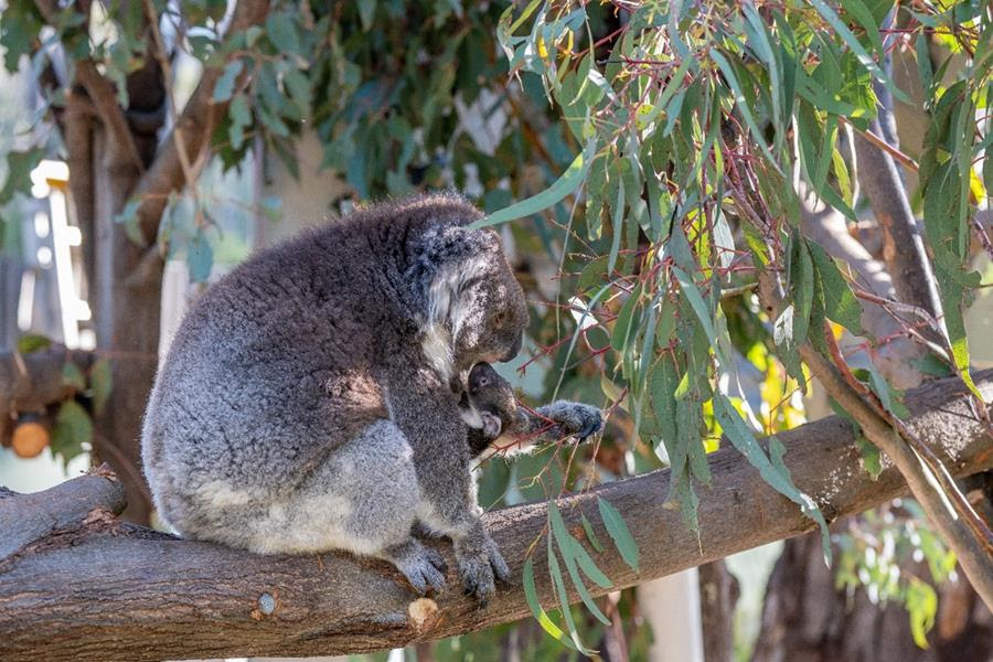 Reserve open day after four years