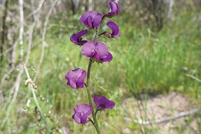 Endangered plant gets a helping hand