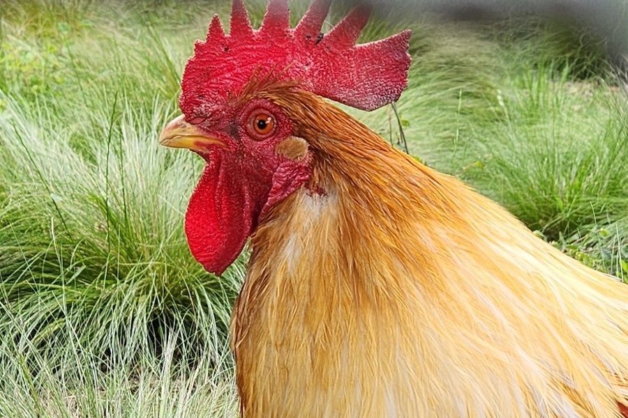 Chooks offer good value to a backyard